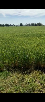 2 Acre Agricultural/Farm Land for Sale in Kalkheda, Bhopal