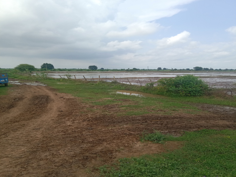 50 Acre Agricultural/Farm Land for Sale in Budhni, Sehore