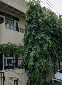 Independent house for sale in phase 11