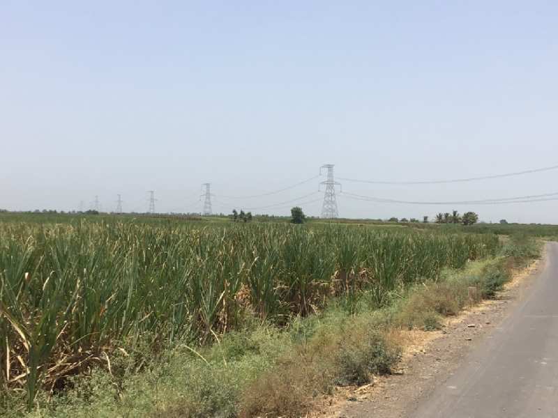 37 Acre Agricultural/Farm Land for Sale in Daund, Pune