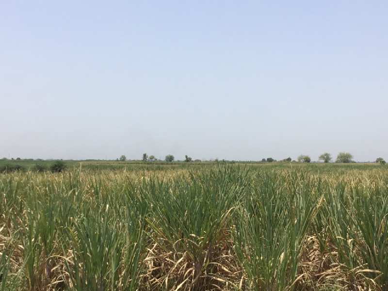 11 Acre Agricultural/Farm Land for Sale in Shikrapur, Pune