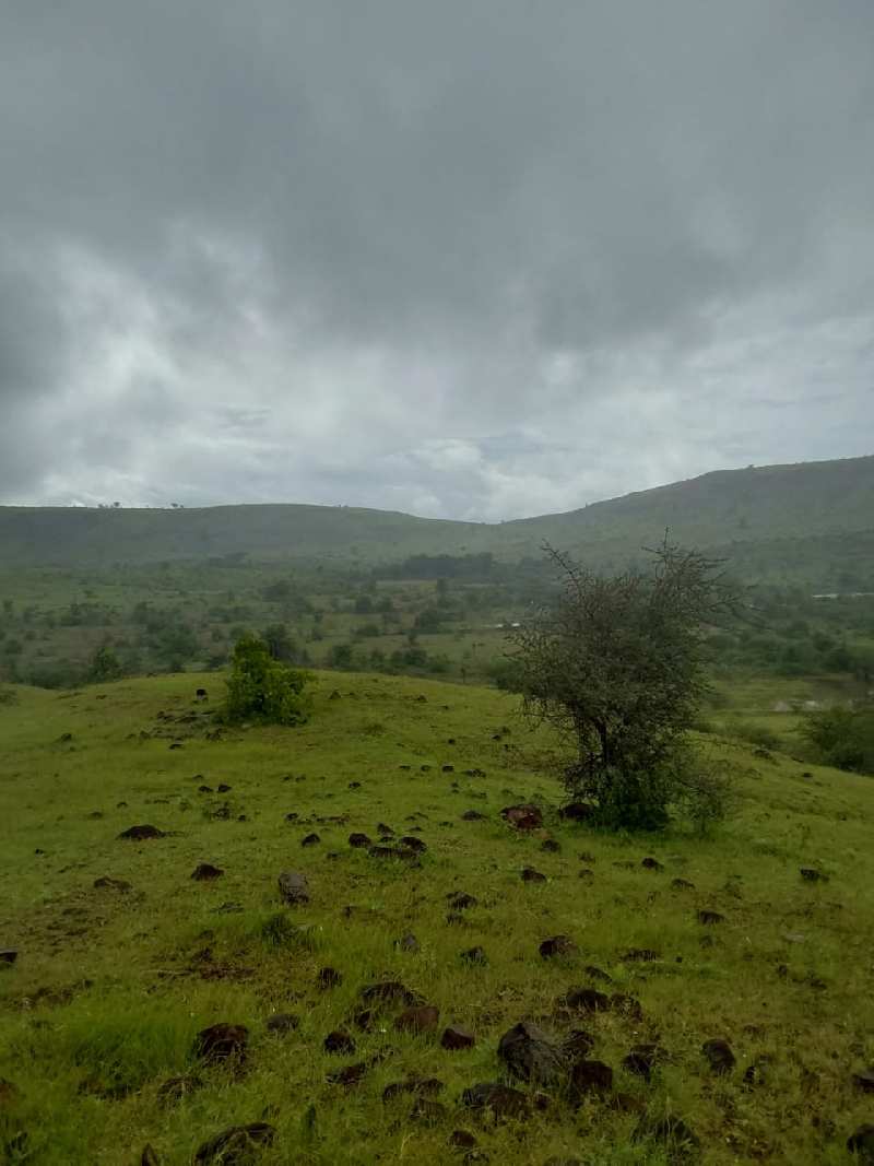 215 Acre Agricultural/Farm Land for Sale in Shirur, Pune