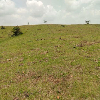 200 Acre Agricultural/Farm Land for Sale in Jejuri MIDC, Pune