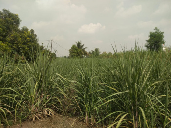 4 Acre Agricultural/Farm Land for Sale in Shikrapur, Pune