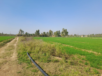 55 Bigha Agricultural/Farm Land for Sale in Baheri, Bareilly
