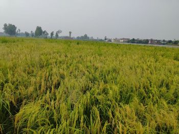 50 Acre Agricultural/Farm Land for Sale in Gadarpur, Udham Singh Nagar