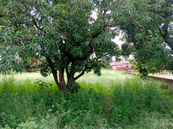 Residential Plot for Sale in Bail Parao, Nainital (3 Bigha)