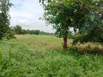 Residential Plot for Sale in Bail Parao, Nainital (7 Bigha)