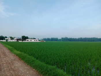 Agricultural/Farm Land for Sale in Bilaspur, Rampur (9 Acre)