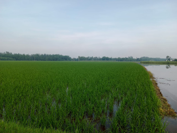 Property for sale in Bilaspur, Rampur