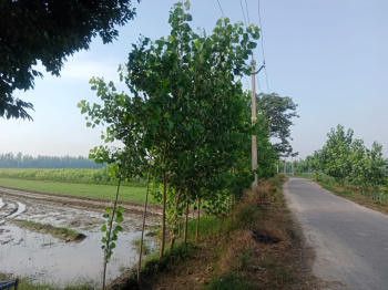 Agricultural/Farm Land for Sale in Bilaspur, Rampur (7 Acre)