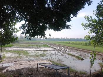 Agricultural/Farm Land for Sale in Bilaspur, Rampur (40 Acre)