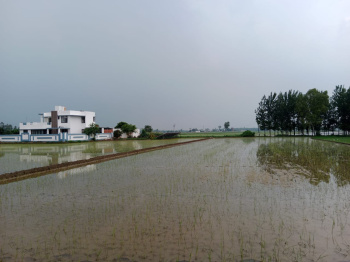 Agricultural/Farm Land for Sale in Bilaspur, Rampur (36 Acre)