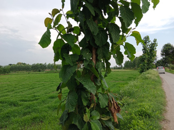 Agricultural/Farm Land for Sale in Bajpur, Udham Singh Nagar (2.5 Acre)