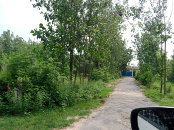 Agricultural/Farm Land for Sale in Mundha Pande, Moradabad (52 Acre)