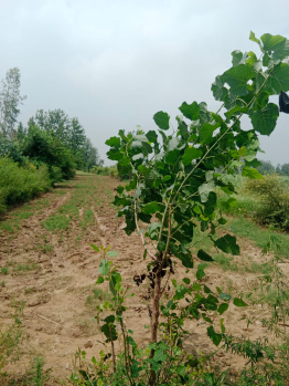 Property for sale in Deputy Ganj, Moradabad