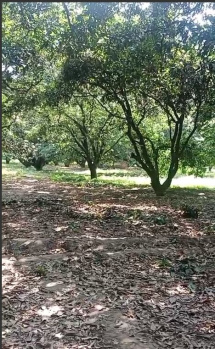 Property for sale in Suar, Rampur