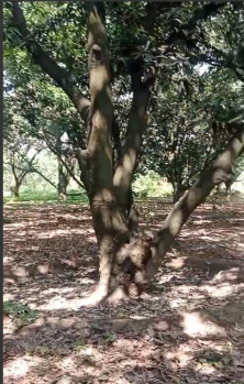 Property for sale in Suar, Rampur