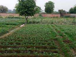 10 Acre Agricultural/Farm Land for Sale in Sirmaur, Rewa
