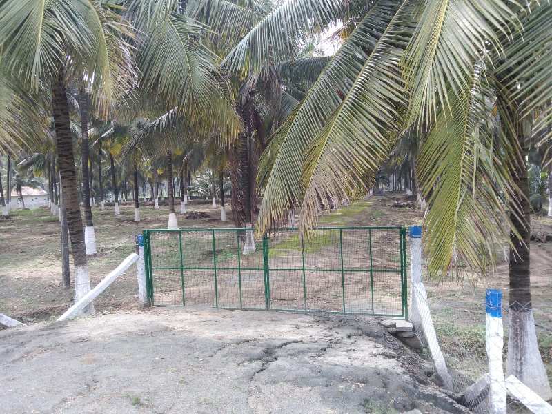 Coconut fram land