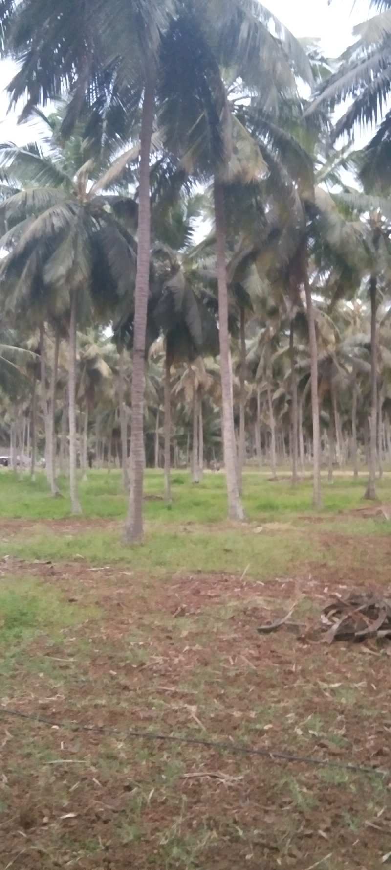 2 Acre Agricultural/Farm Land for Sale in Kinathukadavu, Coimbatore