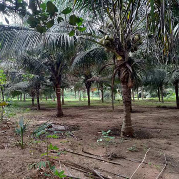 2 Acre Agricultural/Farm Land for Sale in Othakalmandapam, Coimbatore