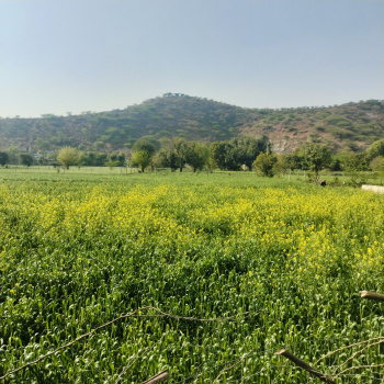 Residential Plot for Sale in Burja, Alwar (100 Sq. Yards)