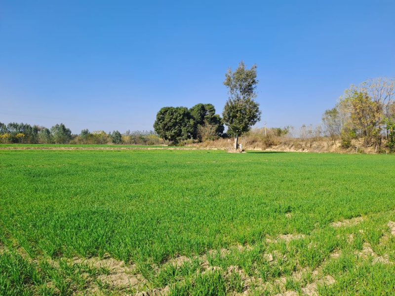 242 Bigha Agricultural/Farm Land For Sale In Tappal, Aligarh