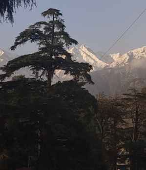 Prime Location Wine & Dine Restaurant Land Space Available for Rent in Palampur