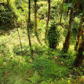 56 Dismil Agricultural/Farm Land for Sale in Sonada, Darjeeling
