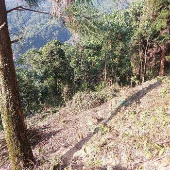 75 Dismil Residential Plot for Sale in Sonada, Darjeeling