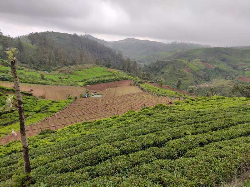 Agricultural land for sale in Ooty
