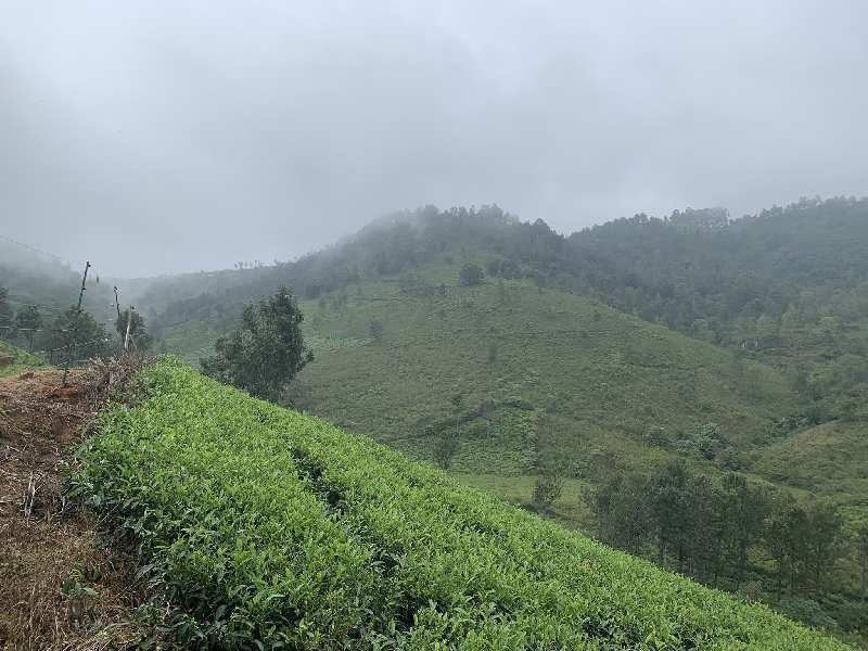 200 Acres of land for sale in Coonoor