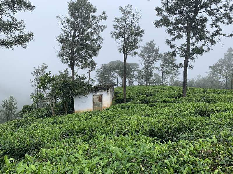 200 Acres of land for sale in Coonoor