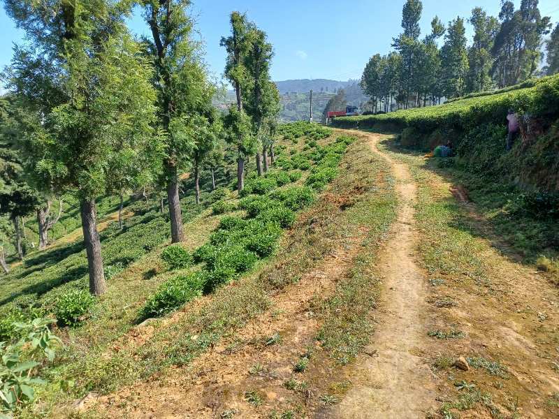 5.25 Acres of Land for Sale in Ooty