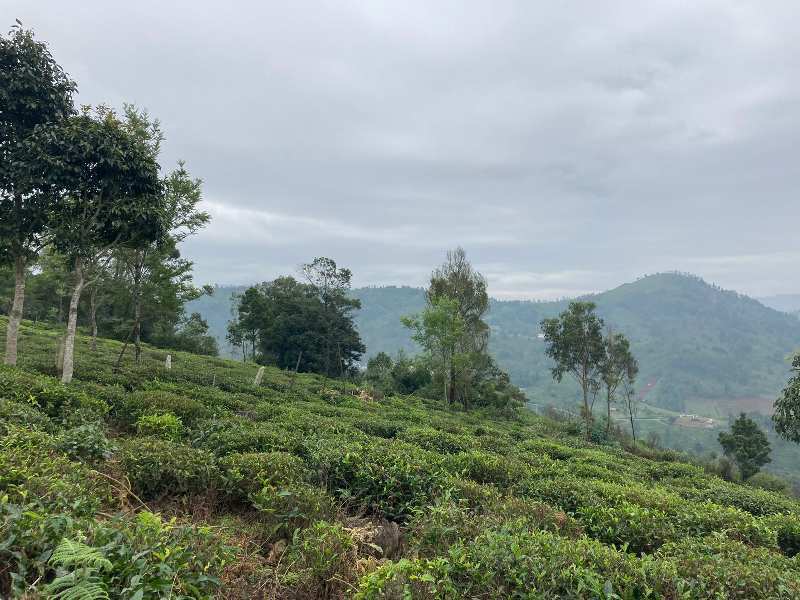 1.25 Acres land for sale in Ooty