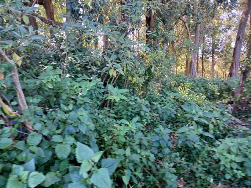 10 Cents Residential plot for sale in Ooty
