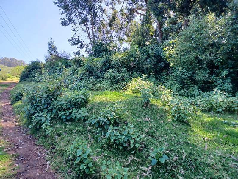 10 Cents Residential plot for sale in Ooty