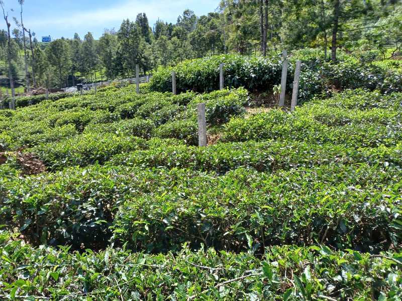 36 CENTS PLOT  FOR SALE IN KETTI, OOTY