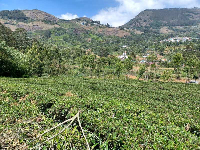 36 CENTS PLOT  FOR SALE IN KETTI, OOTY