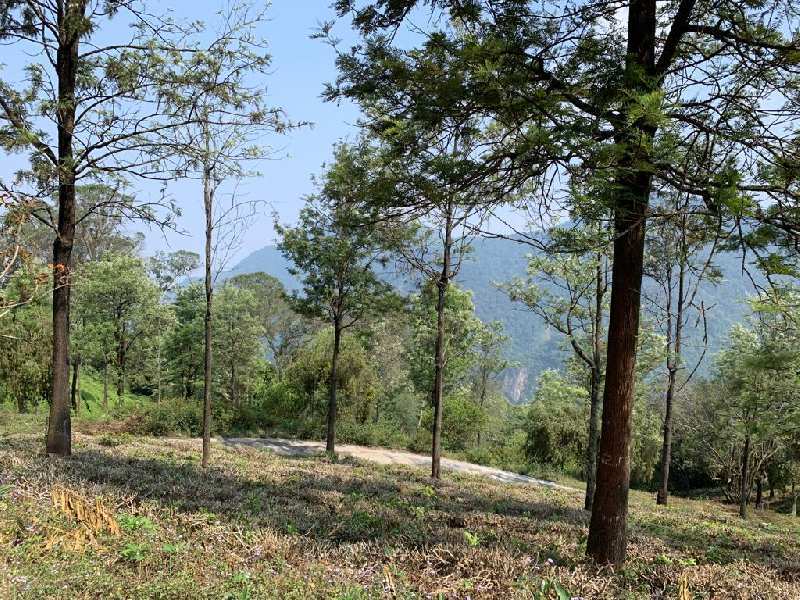 26.5 Cents Residential plot for sale in Coonoor