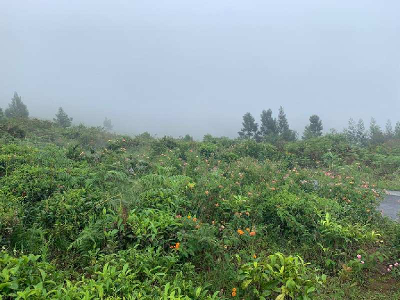 20.6 Cents Residential plot for sale in Coonoor
