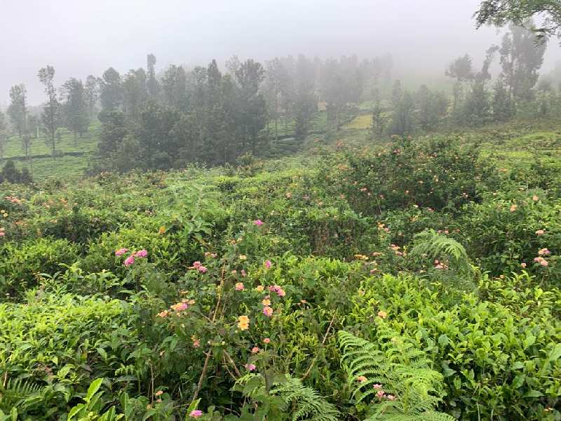 20.6 Cents Residential plot for sale in Coonoor