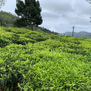 63 cents Residential plot for sale in Coonoor