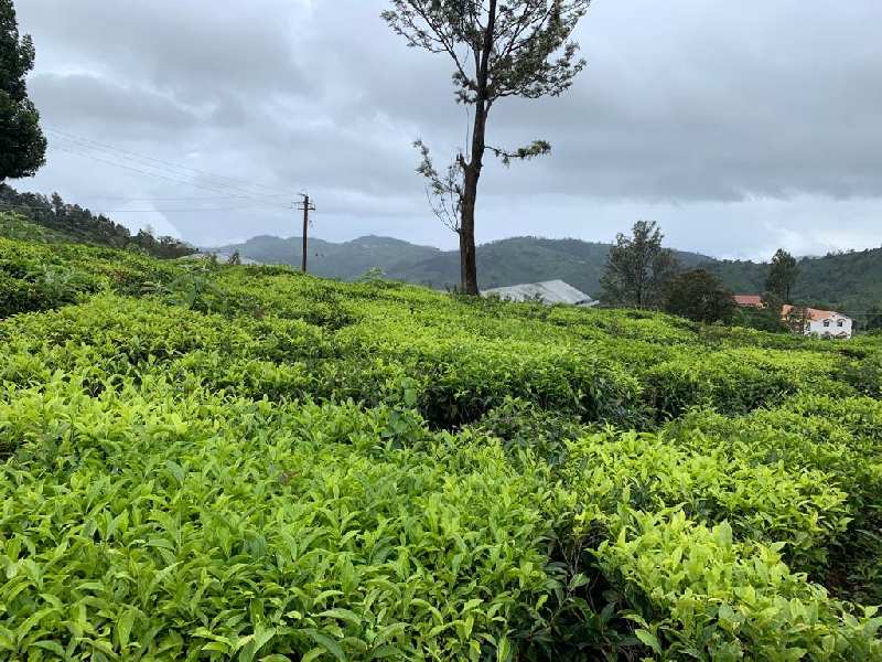 63 cents Residential plot for sale in Coonoor