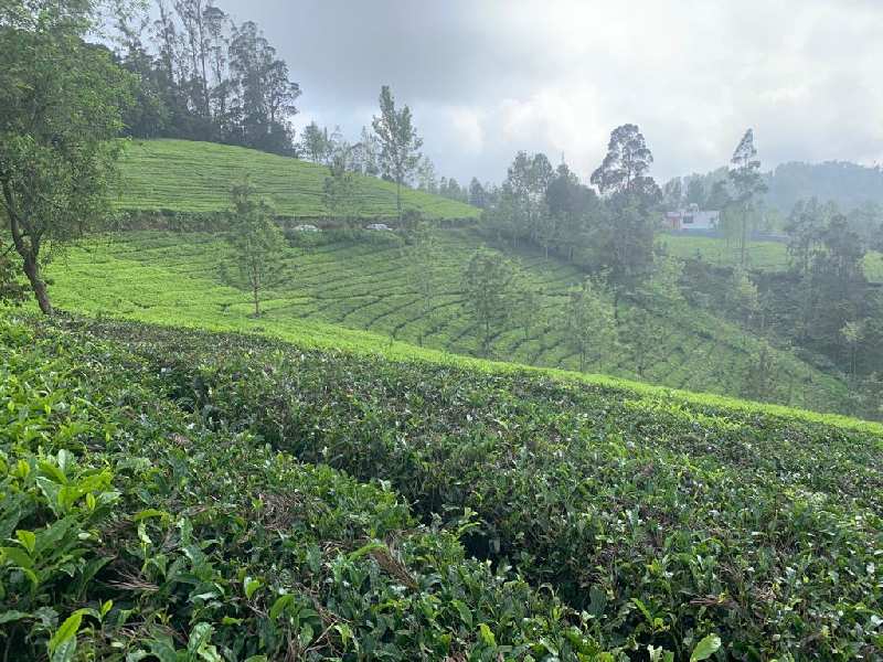 Tea Estate Of 6 Acre For Sale in Ooty