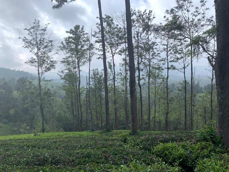 Tea Estate Of 6 Acre For Sale in Ooty