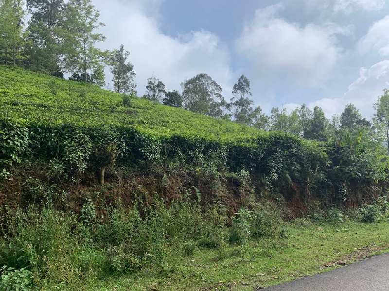 Tea Estate of 1.40 cents sale in,Ooty