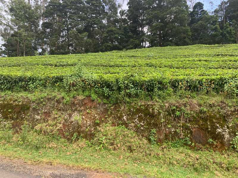Tea Estate of 1.40 cents sale in,Ooty