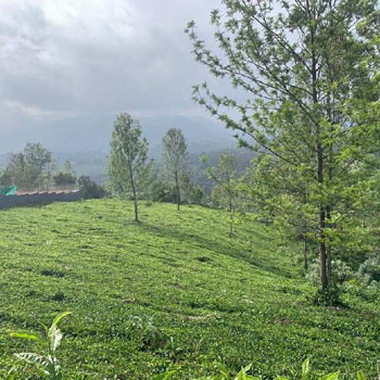 1 Acre Residential Plot for Sale in Ketti, Ooty